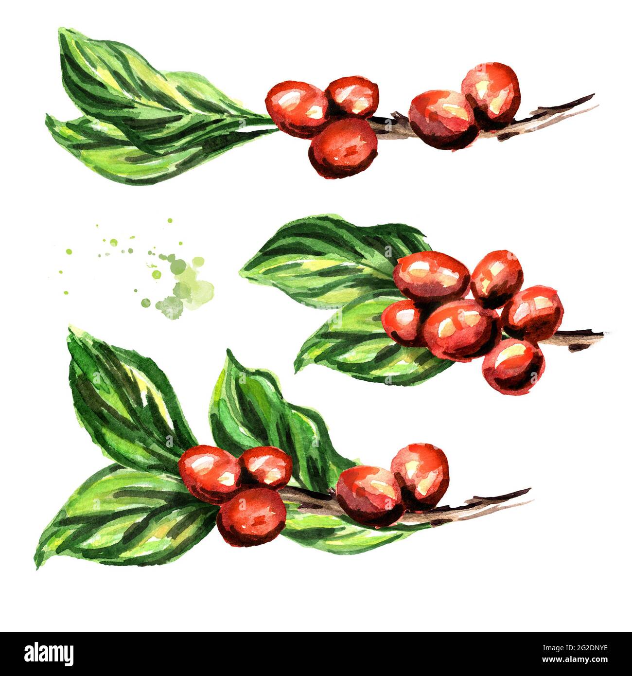 Coffee branch with beans and green leaves set. Watercolor hand drawn ...
