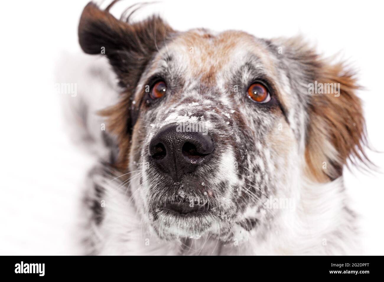 Attentive looking up big dog face with focus on wet nose Stock Photo