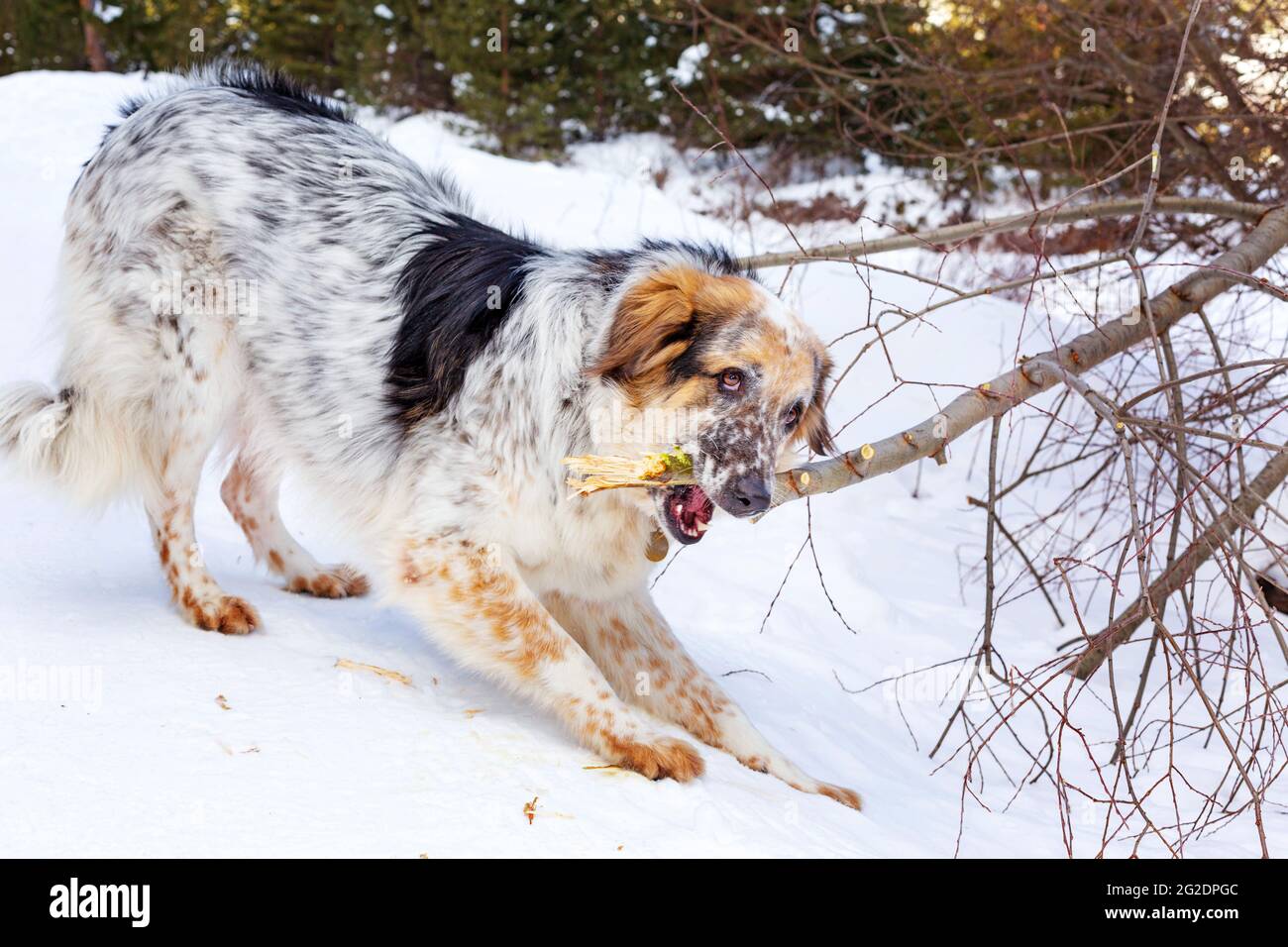 big white, brown and black log hair dog playing with a tree branch in  winter Stock Photo - Alamy