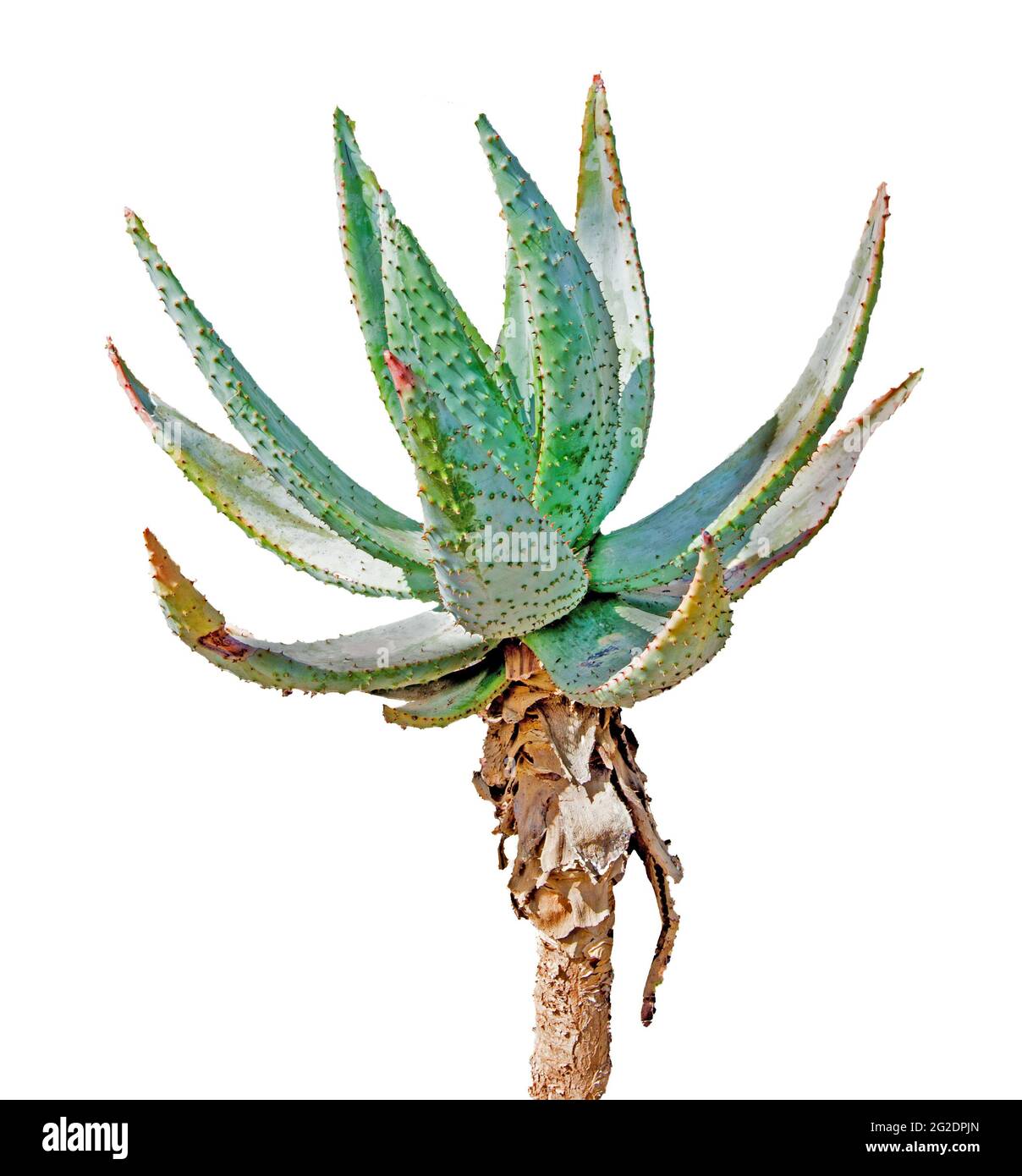 Aloe isolated on white background Stock Photo - Alamy
