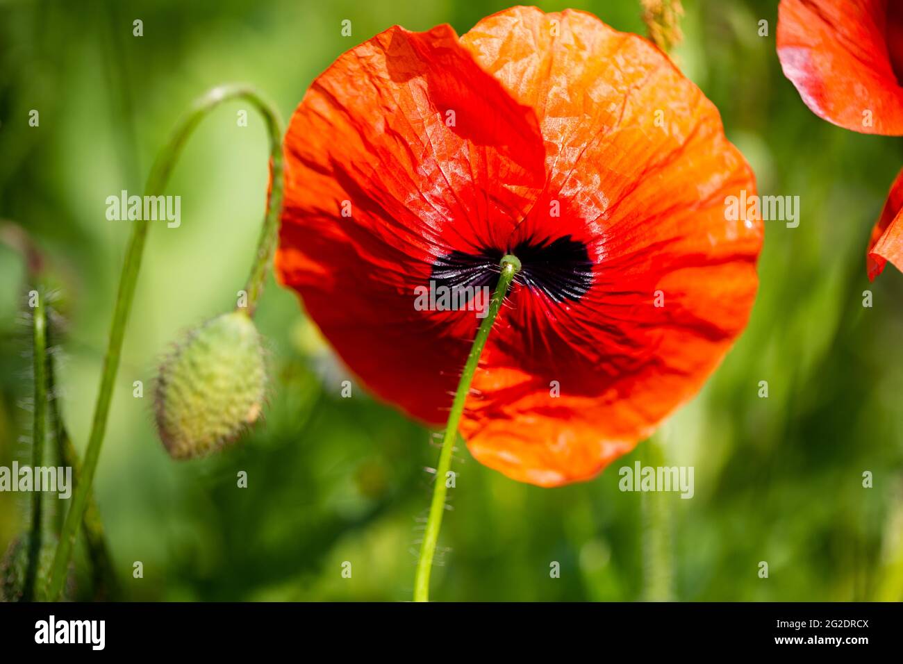 Poppy from below hi-res stock photography and images - Alamy