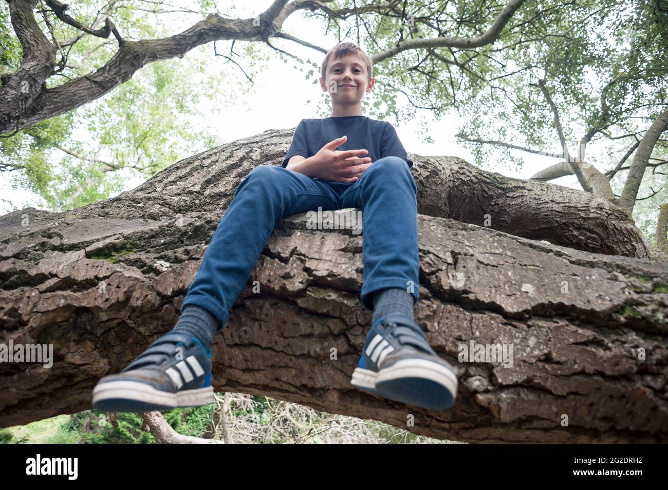 A young boy sits on the branch of a tree he has climbed Stock Photo