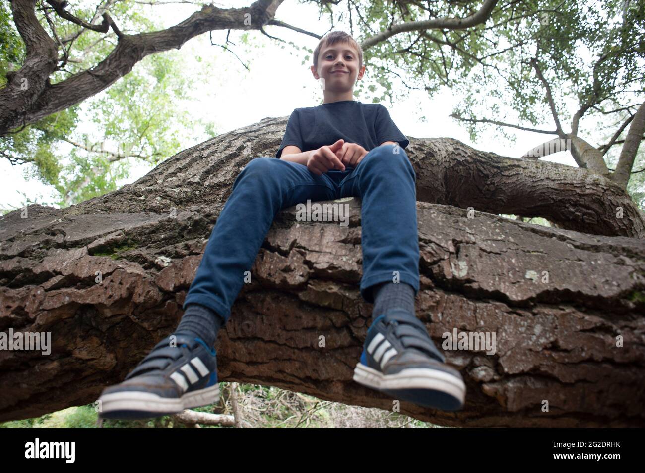 A young boy sits on the branch of a tree he has climbed Stock Photo
