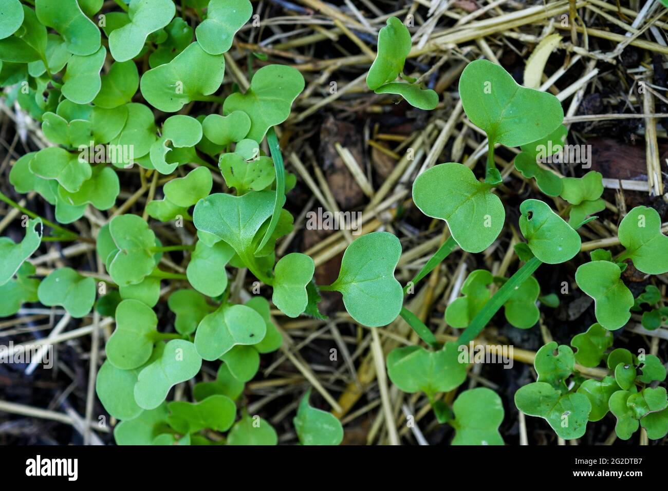 Growing radishes leaves, Organic Keyhole garden, France Stock Photo Alamy