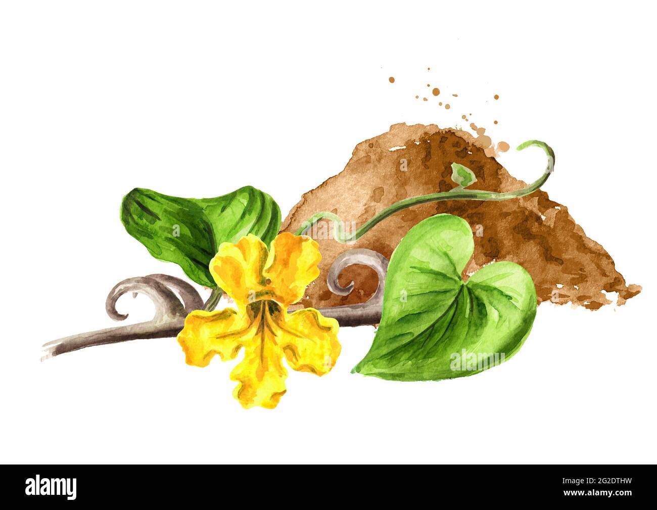 Powder from medicinal plant Cats claw or Uncaria tomentosa with stem and  flower, Watercolor hand drawn illustration isolated on white background  Stock Photo - Alamy