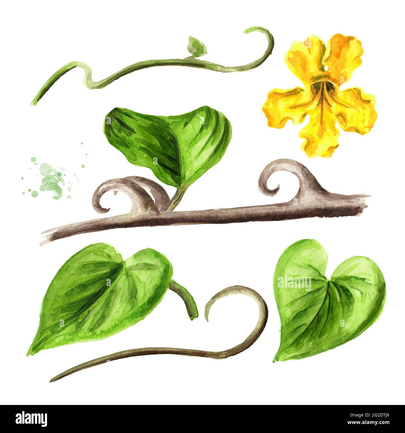 Cats claw or Uncaria tomentosa stem and flower set. Watercolor hand