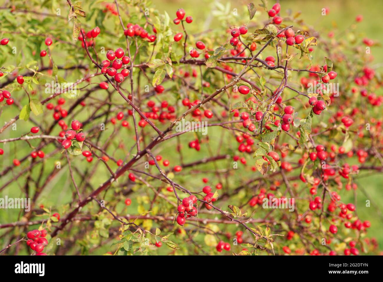 Wild dog rose (Rosa Canina) bush with bright red fruits - used as food because they're rich in vitamin C Stock Photo