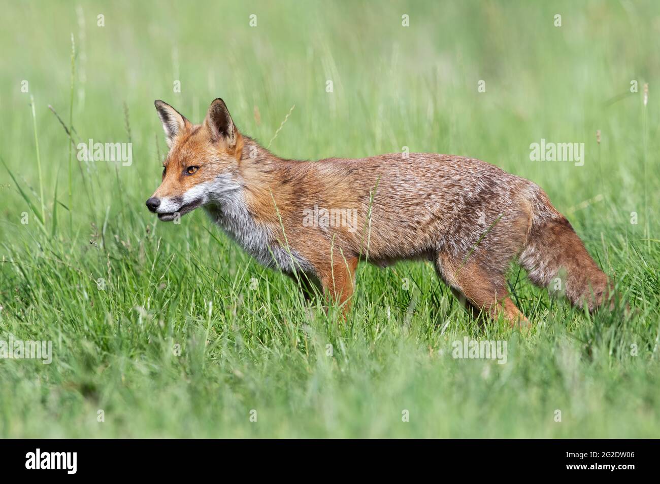 Red Fox (Vulpes vulpes) in a summer meadow Stock Photo