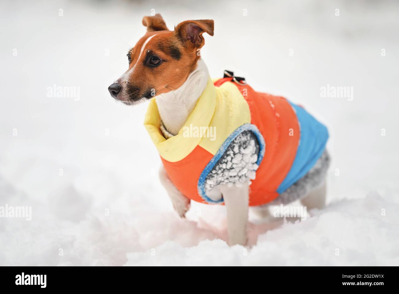 Poner a prueba o probar sonrojo internacional Small Jack Russell terrier dog in bright orange yellow and blue winter  jacket standing on snow covered ground Stock Photo - Alamy