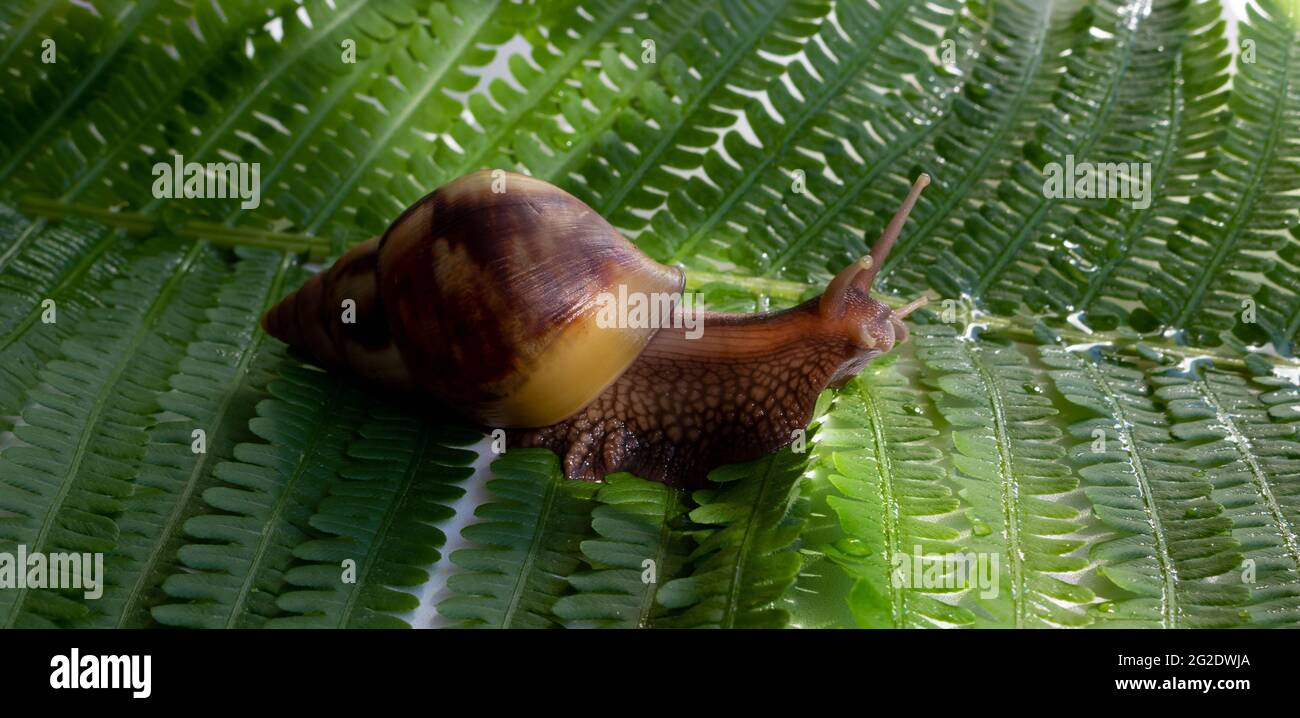 Hermaphrodites hires stock photography and images Alamy