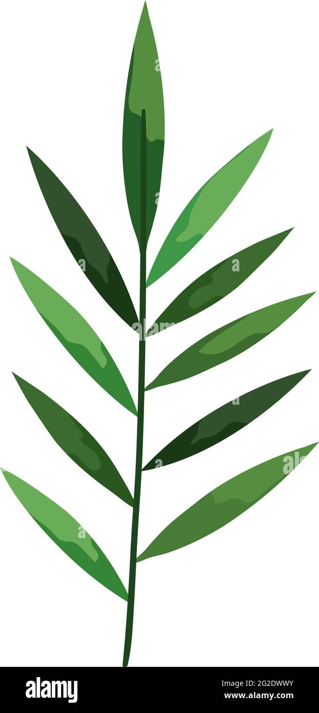 Isolated tropical leaf Stock Vector Image & Art - Alamy