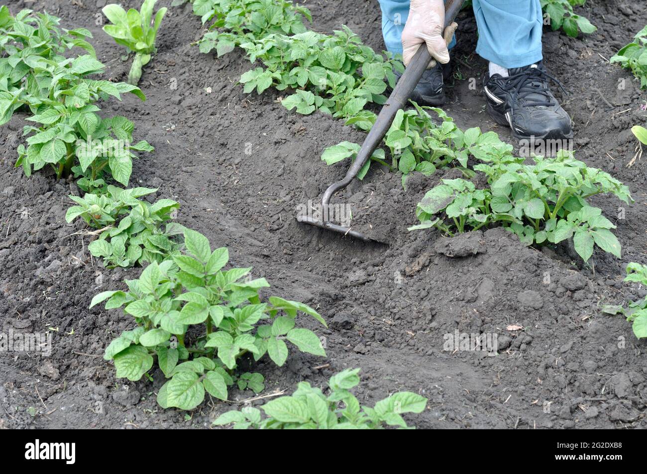 gardener hoeing the potato plantation in the vegetable garden Stock Photo