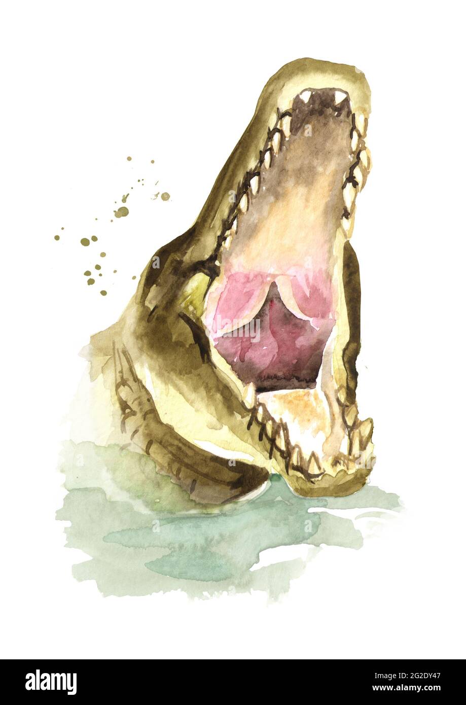 Head of Wild attacker from the water crocodile or Alligator with open mouth.  Watercolor hand drawn illustration, isolated on white background Stock  Photo - Alamy