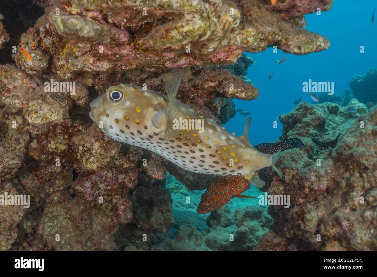 Fish swim in the Red Sea, colorful fish, Eilat Israel Stock Photo