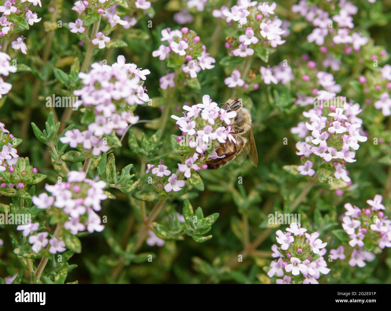 Western or European honey bee (Apis mellifera) feeding on Chive flowers