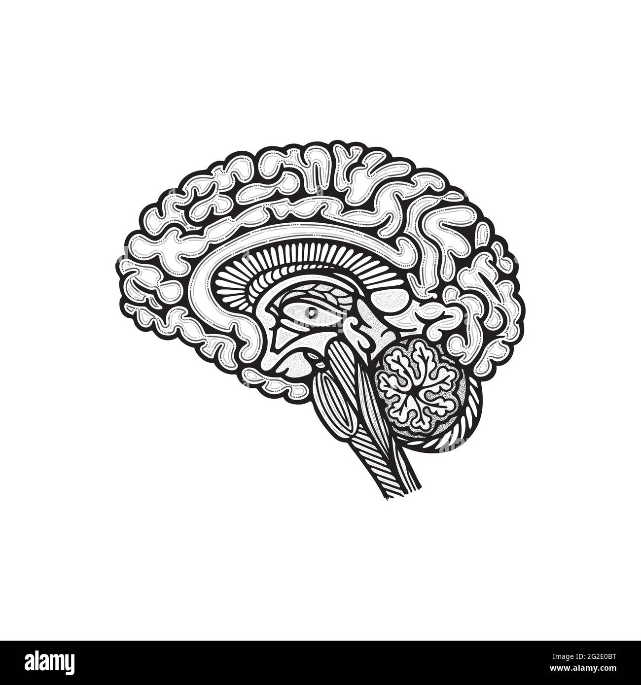 Brain side view cross section. Human brain cross cut hand drawn vector illustration. Brain outline drawing. Part of set. Stock Vector