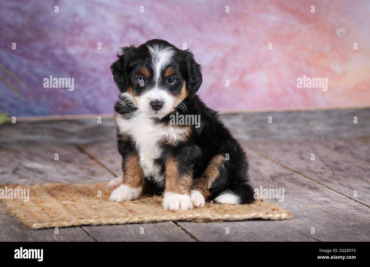 Miniature tri-colored Aussiedoodle puppy at 5 weeks old with purple background Stock Photo