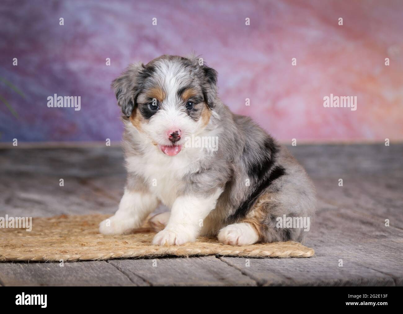 Miniature Blue Merle Aussiedoodle puppy at 5 weeks old with purple background Stock Photo