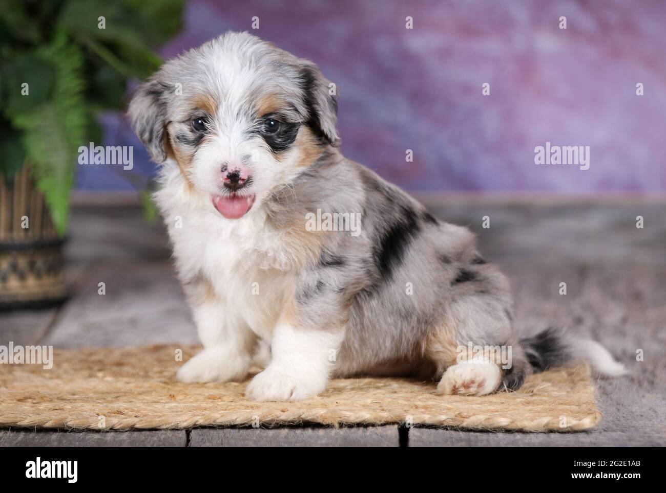 Miniature Blue Merle Aussiedoodle puppy at 5 weeks old with purple background Stock Photo