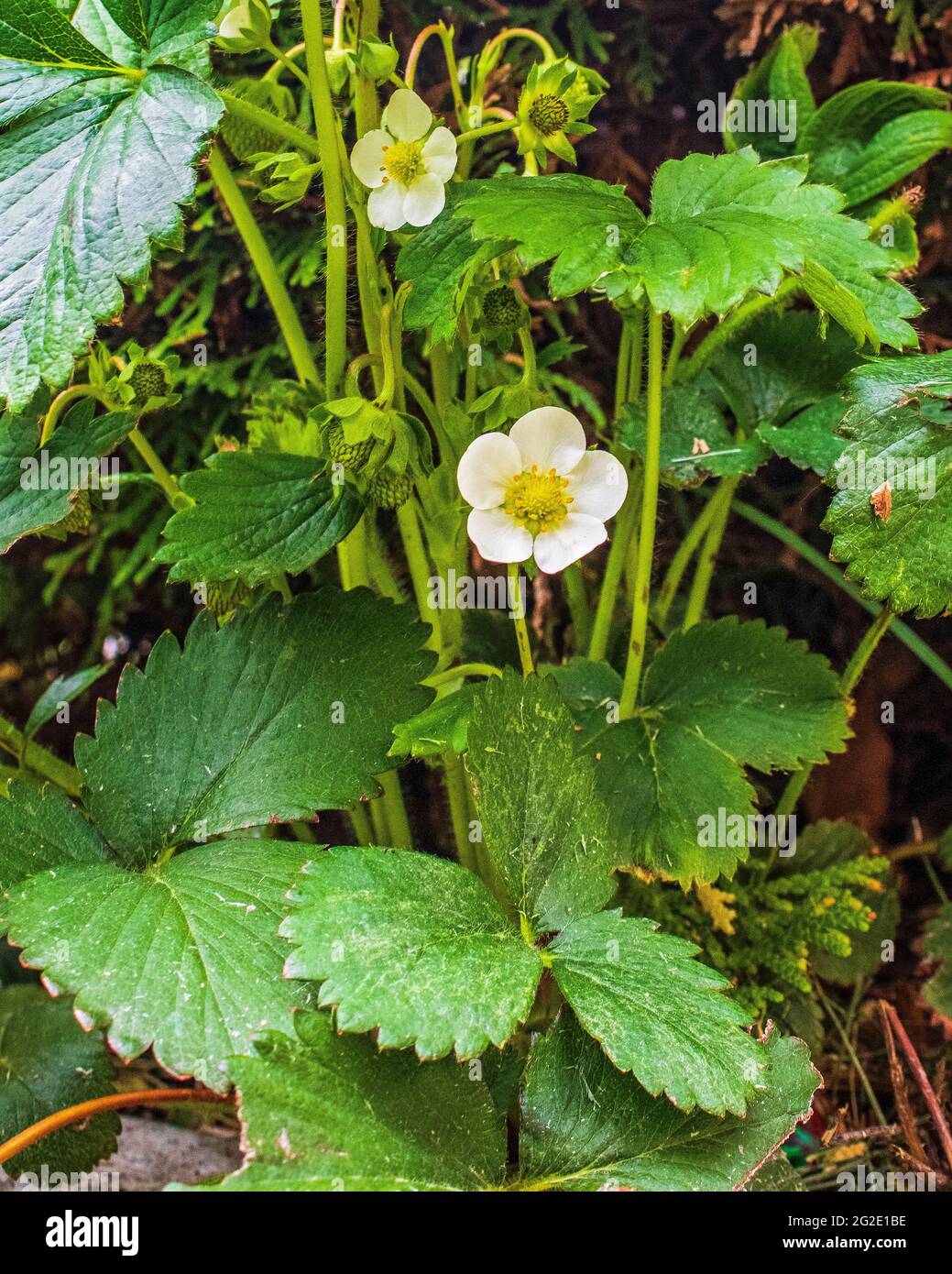 White strawberry blossoms in the summer garden Stock Photo