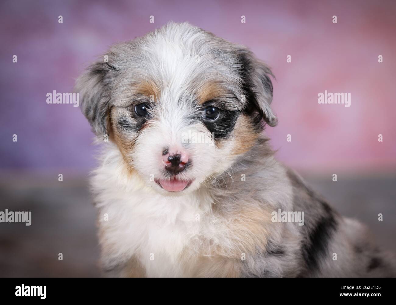 Miniature Blue Merle Aussiedoodle puppy at 5 weeks old with purple background Stock Photo