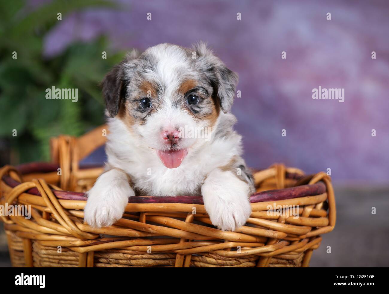 Miniature Blue Merle Aussiedoodle puppy in basket at 5 weeks old with purple background Stock Photo