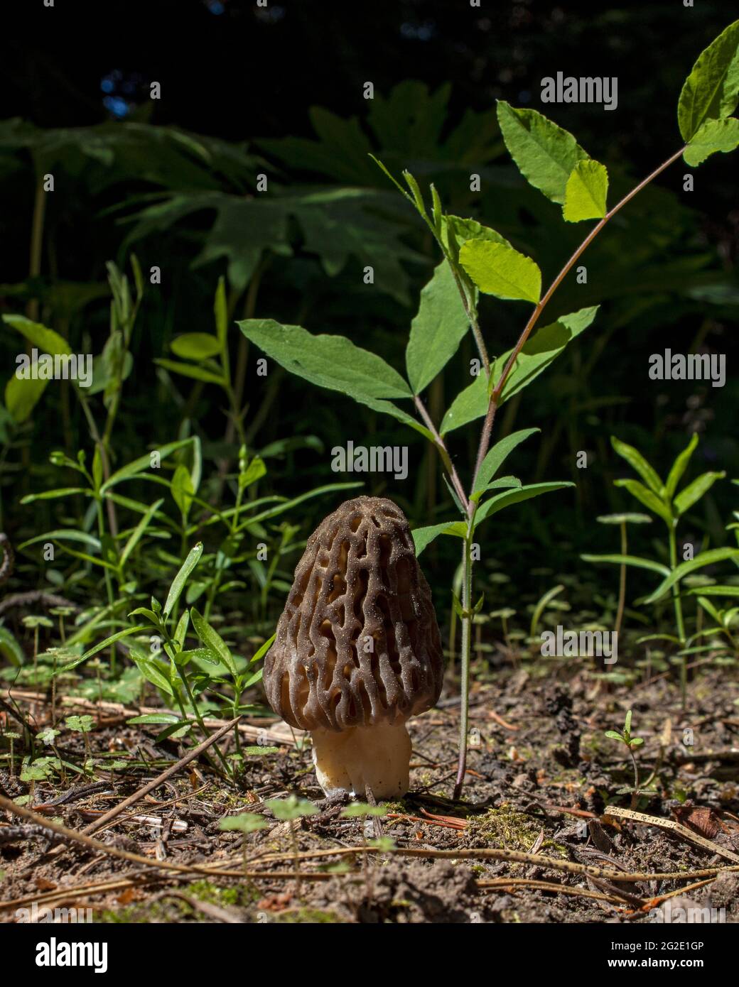 A wild morel mushroom growing on the forest floor, in the spring Stock Photo