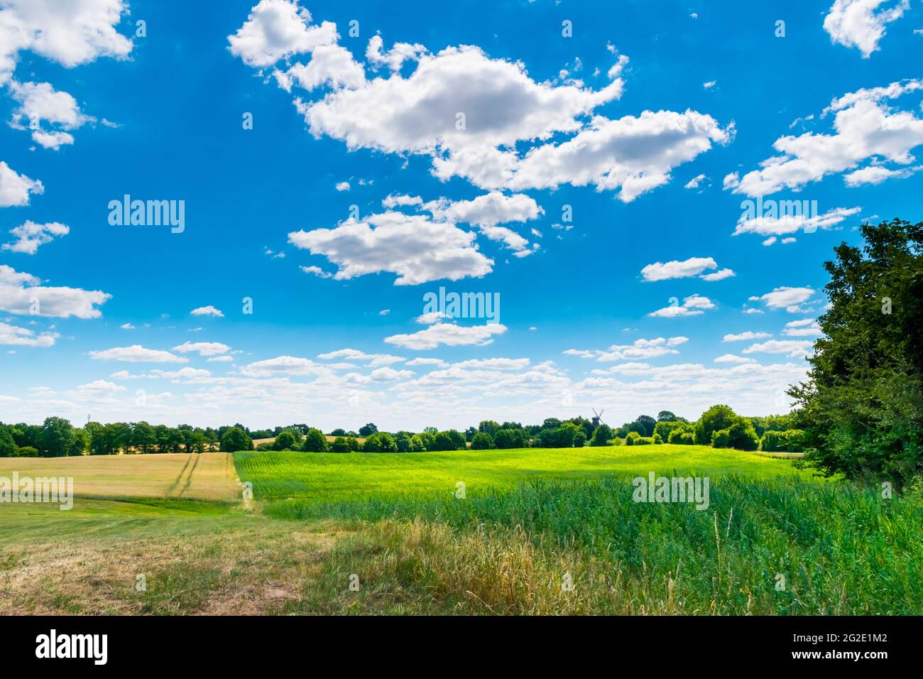 summer fields Stock Photo