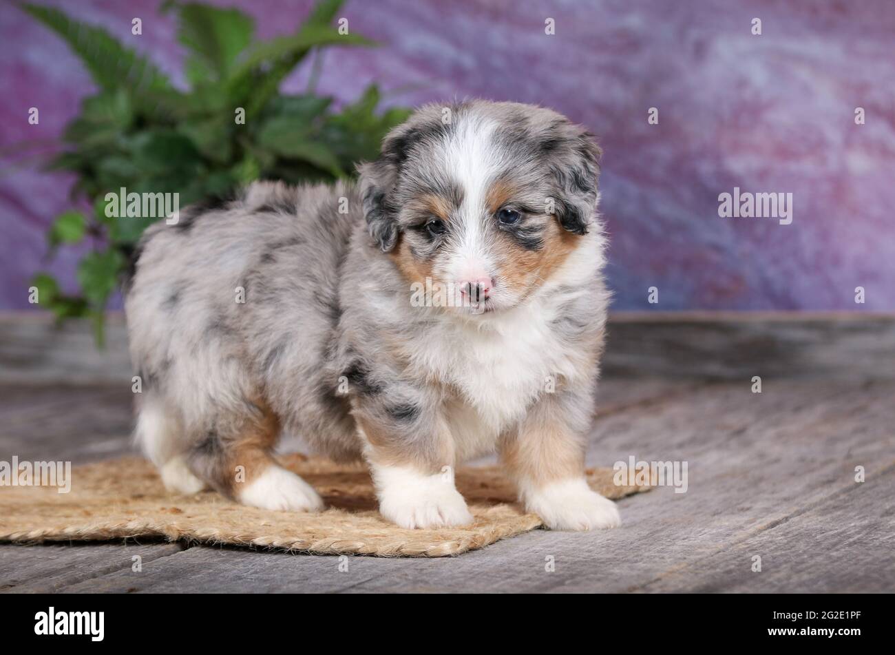 Miniature Blue Merle Aussiedoodle puppy at 5 weeks old with purple background Stock Photo