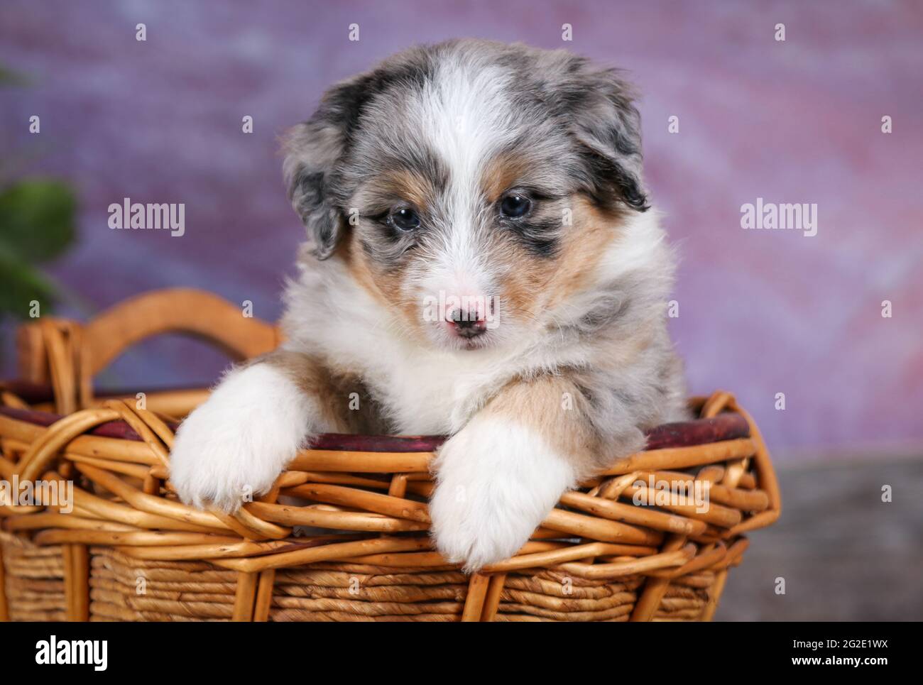 Miniature Blue Merle Aussiedoodle puppy in basket at 5 weeks old with purple background Stock Photo
