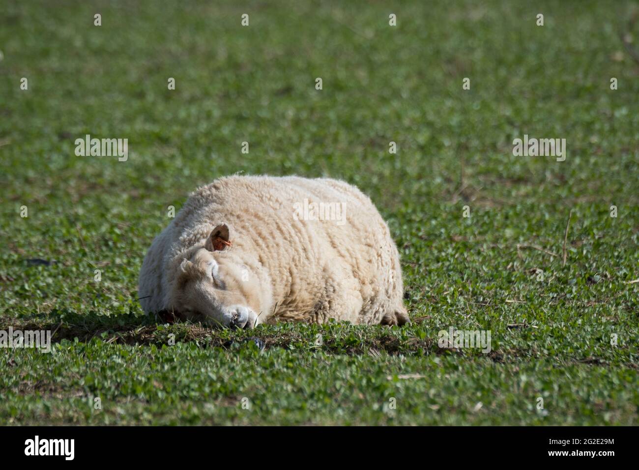 Pregnant sheep hi-res stock photography and images - Alamy