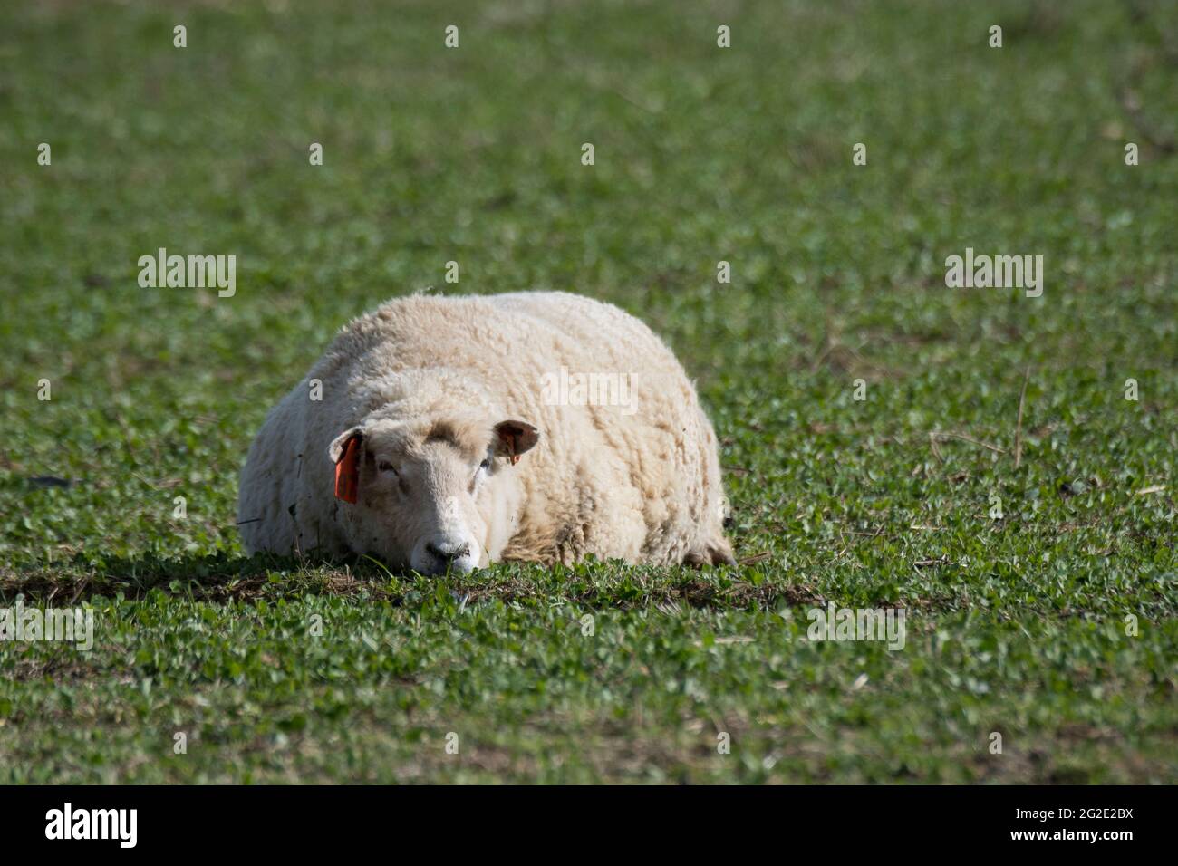 Pregnant organic sheep Stock Photo Alamy