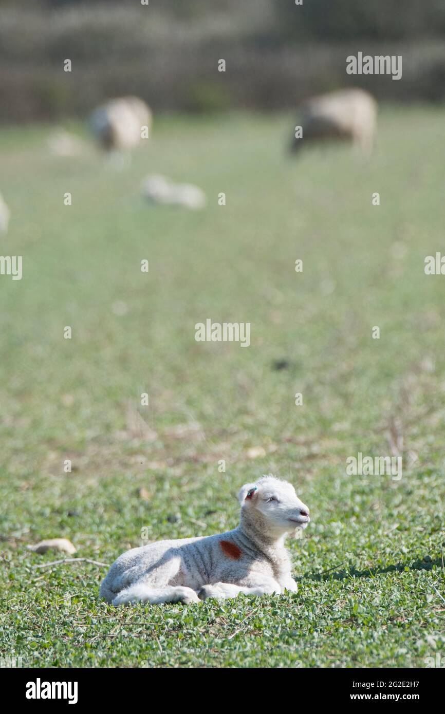 Organic lamb and sheep Stock Photo