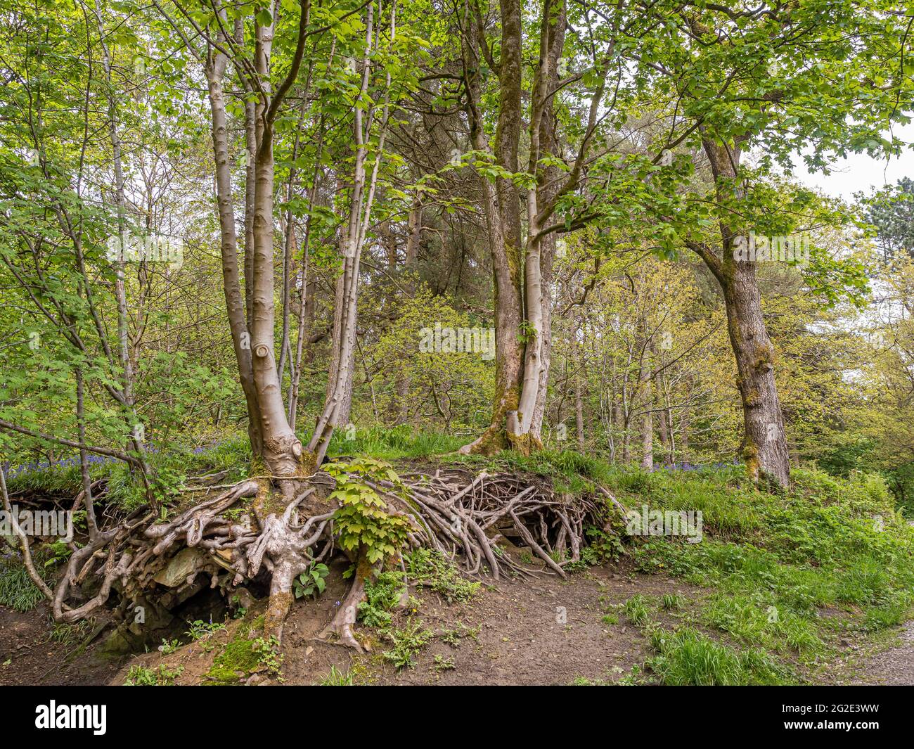 Exposed tree roots in woodland Stock Photo