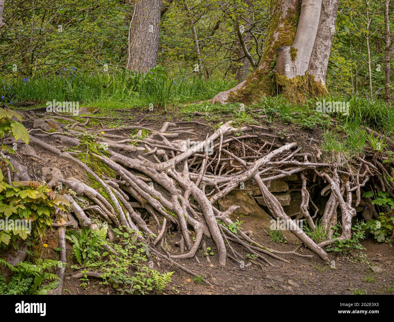 Exposed tree roots in woodland Stock Photo