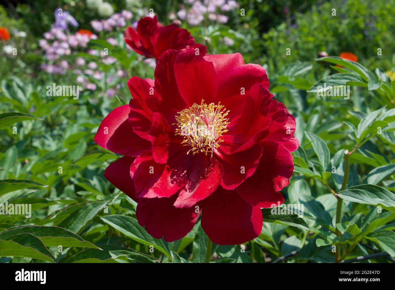 Chinese Peony- lush red peony in the garden Stock Photo