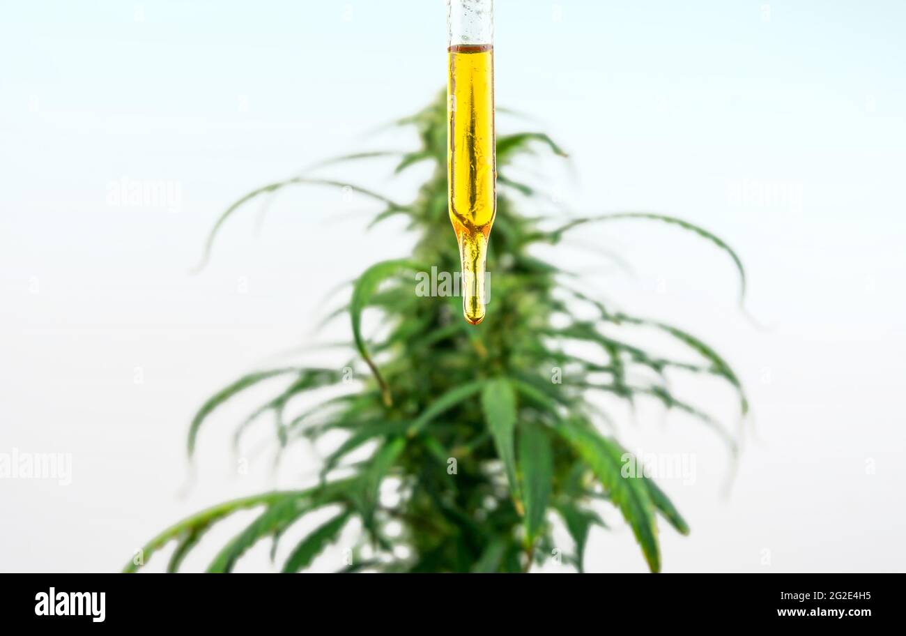 Eyedropper with Cannabis CBD oil against medical marijuana hemp plant Stock Photo