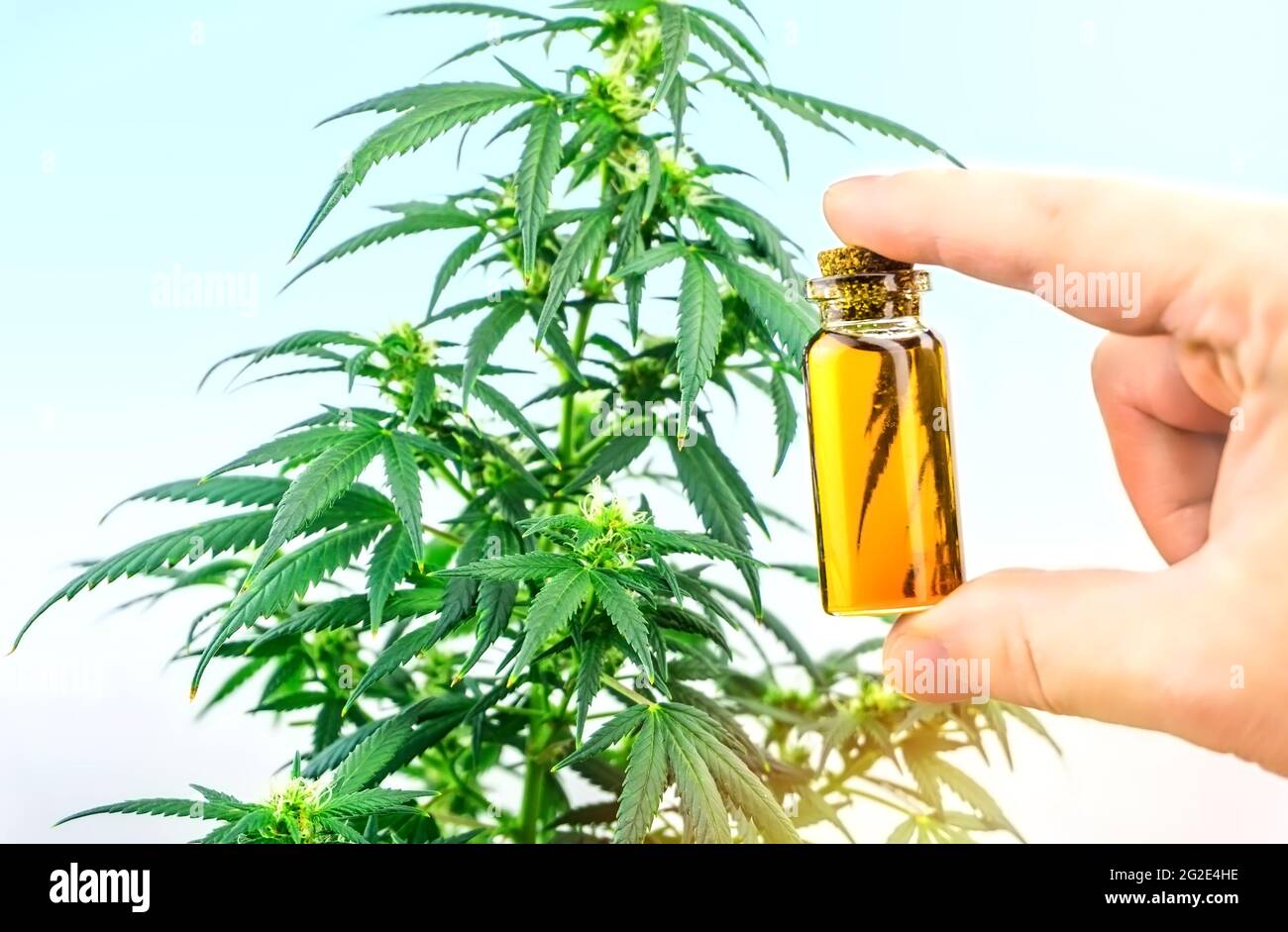 Hand holding bottle with Cannabis CBD oil against medical marijuana hemp plant Stock Photo