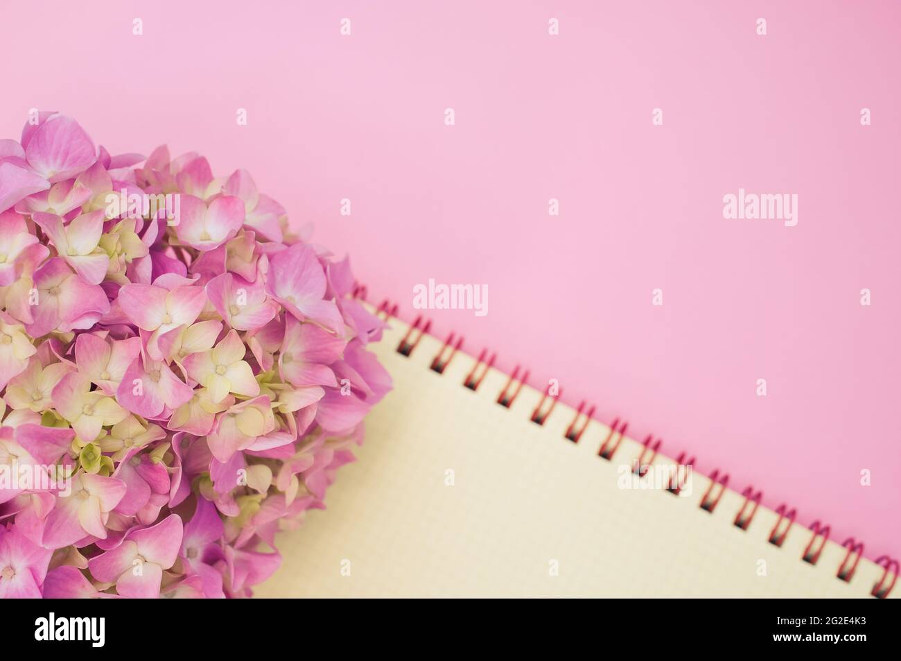 Bouquet of hydrangeas with a blank notepad isolated on a pink ...