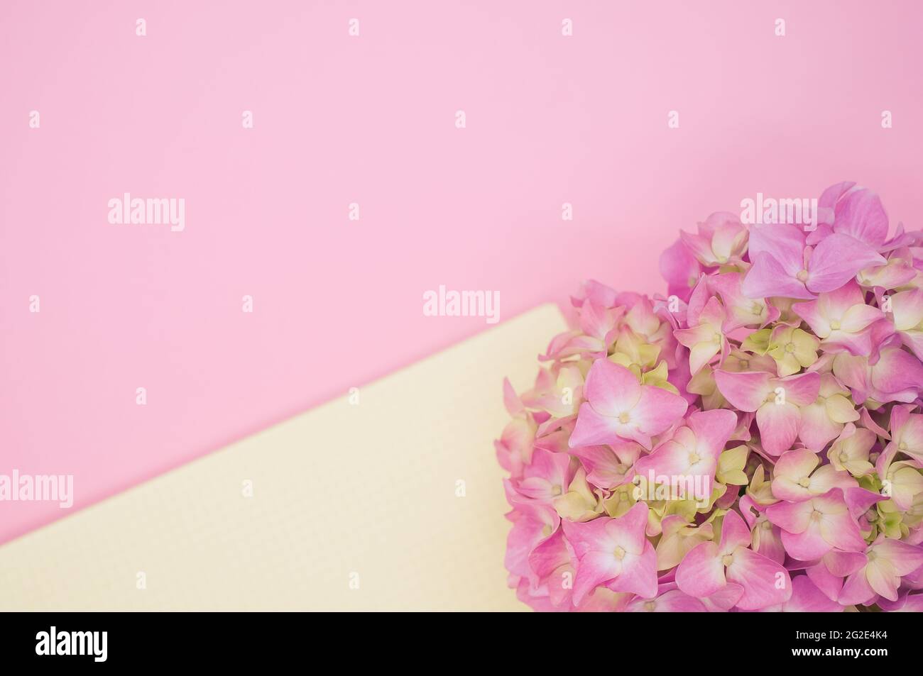 Bouquet of hydrangeas with a blank notepad isolated on a pink ...