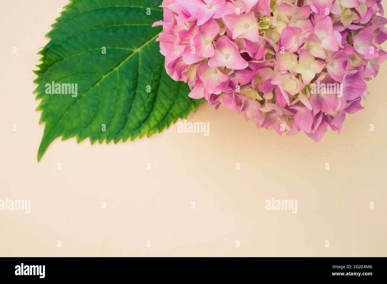 Top view of a bouquet of hydrangeas on a beige background with space ...