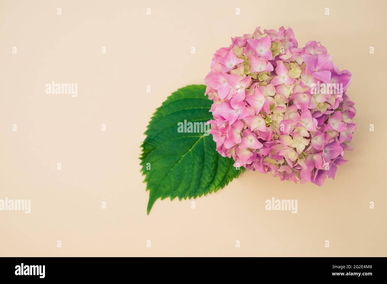 Top view of a bouquet of hydrangeas on a beige background with space ...