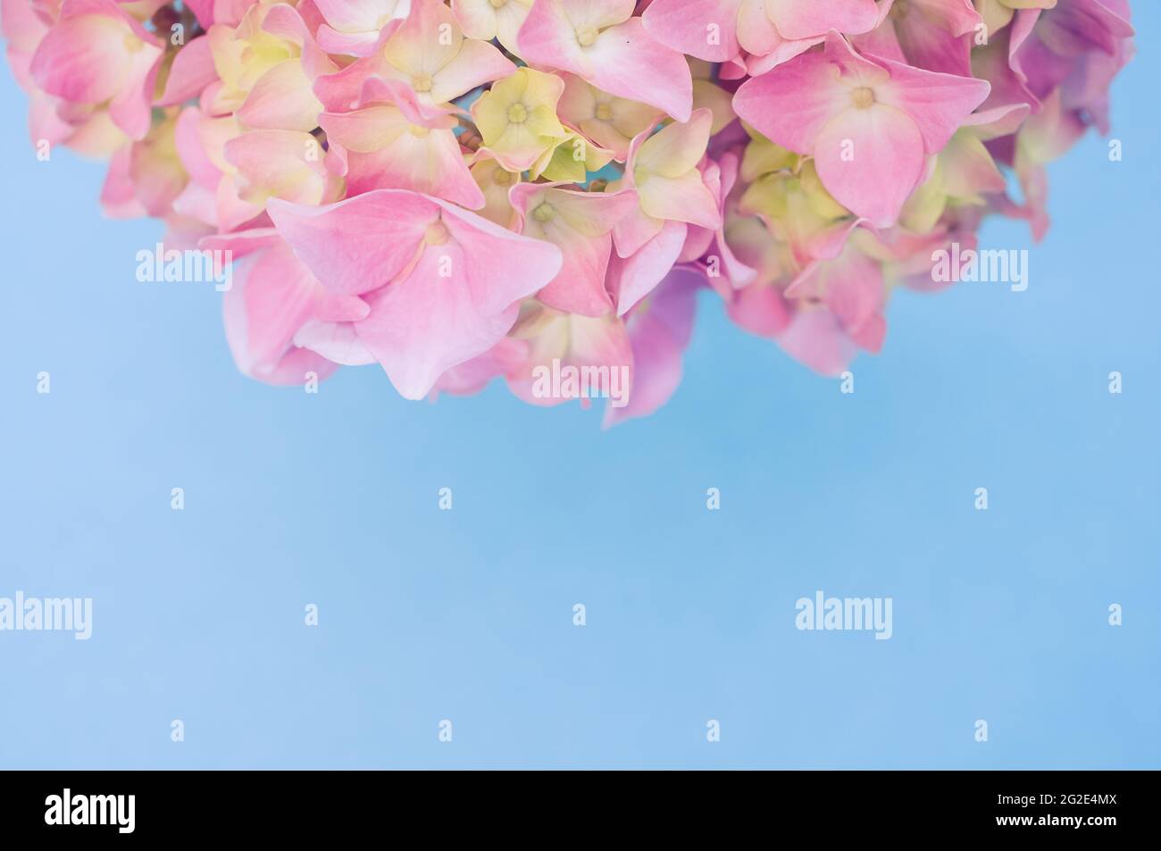 Top view of a bouquet of hydrangeas on a blue background with space for ...