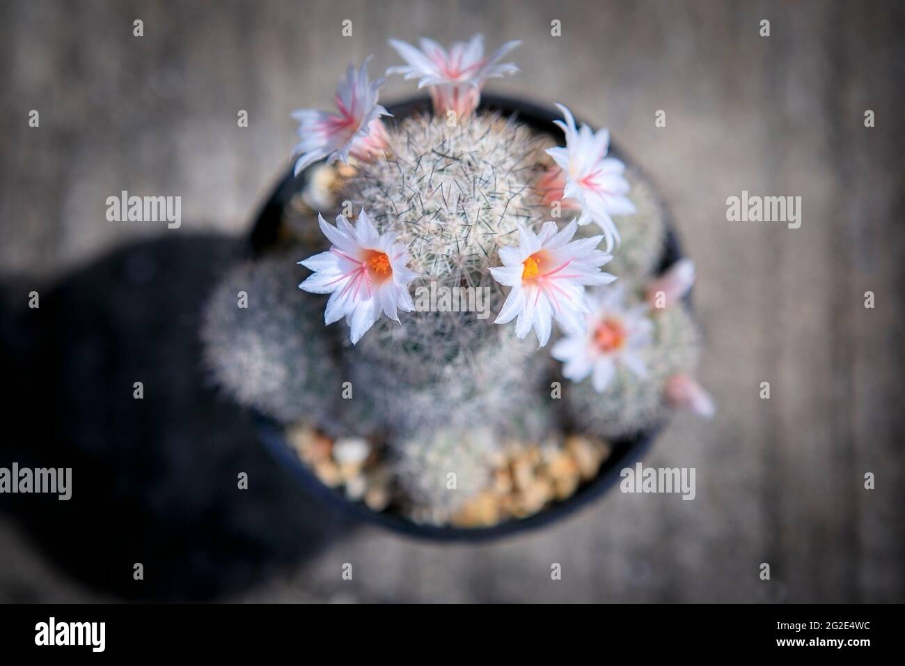 close up coryphantha cactus flower blooming Stock Photo