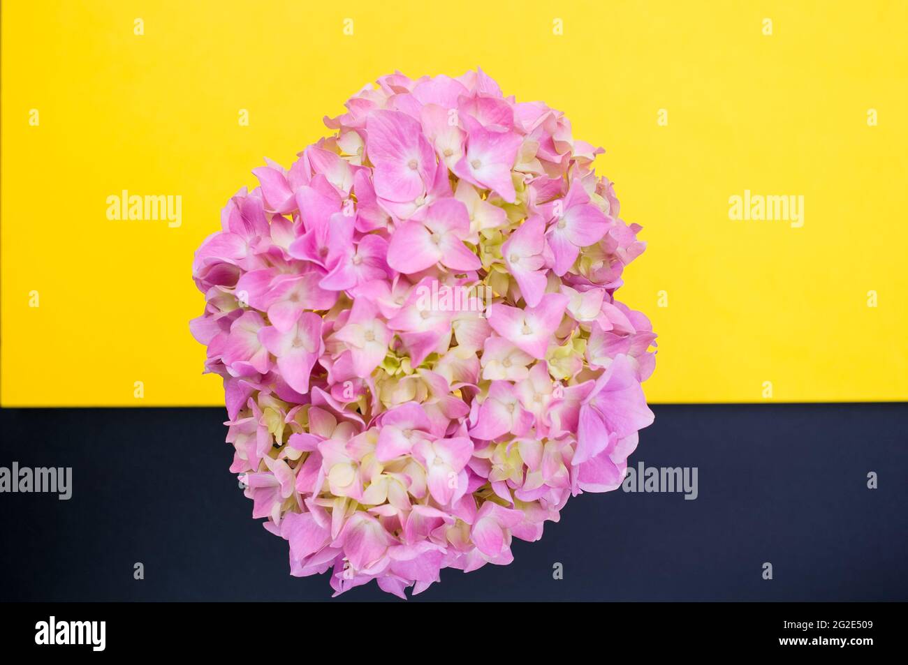 Top view of a bouquet of pink hydrangeas on a black and yellow surface ...