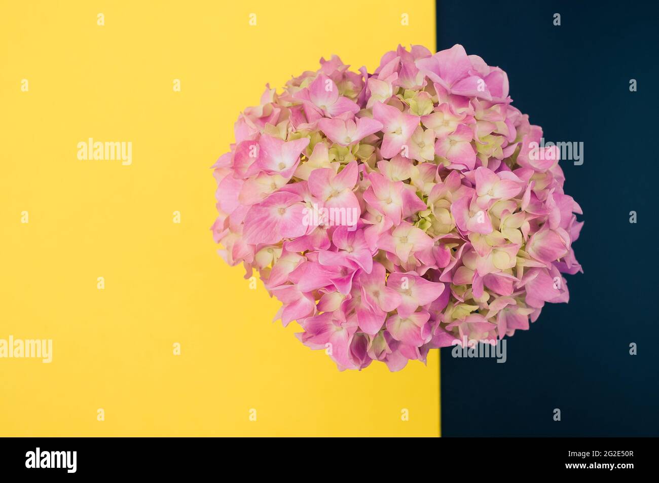 Top view of a bouquet of pink hydrangeas on a black and yellow surface ...
