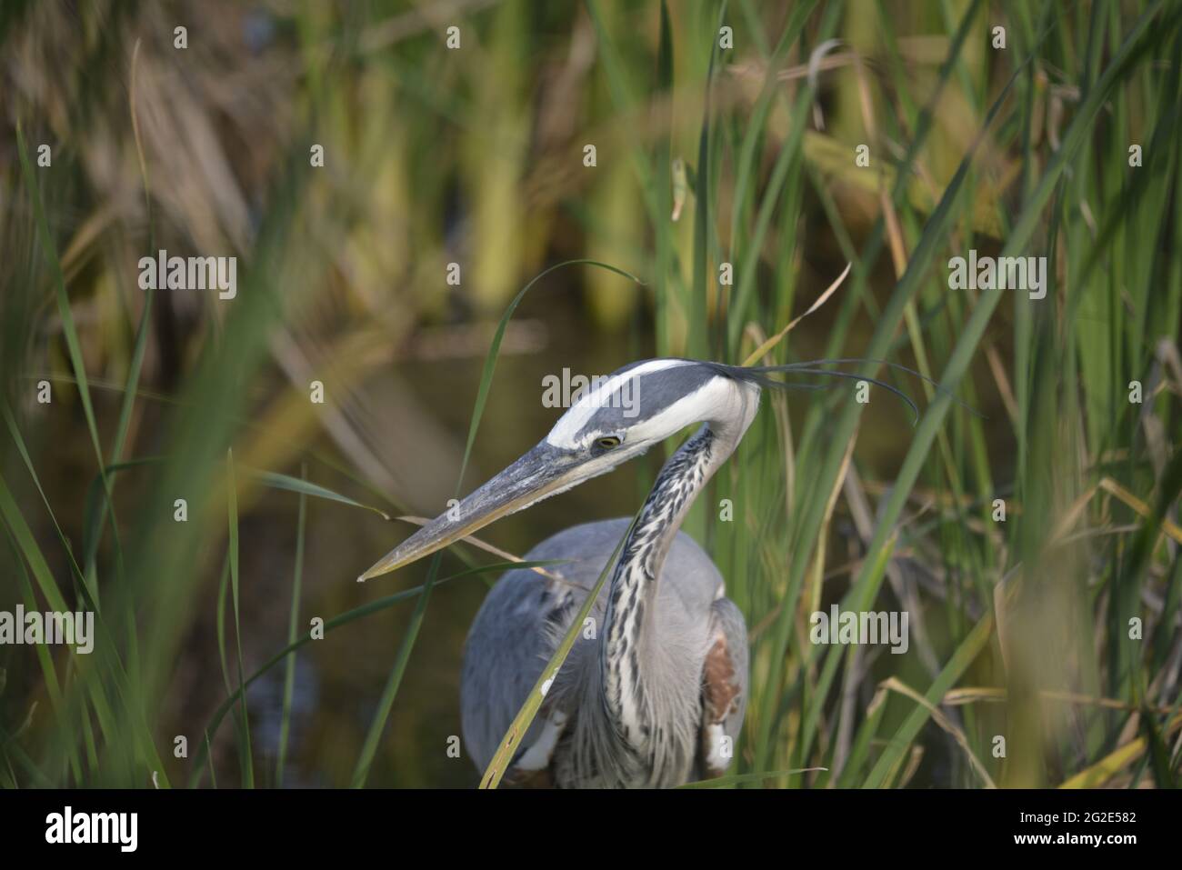 Great Blue Heron in the marsh of South Texas Stock Photo