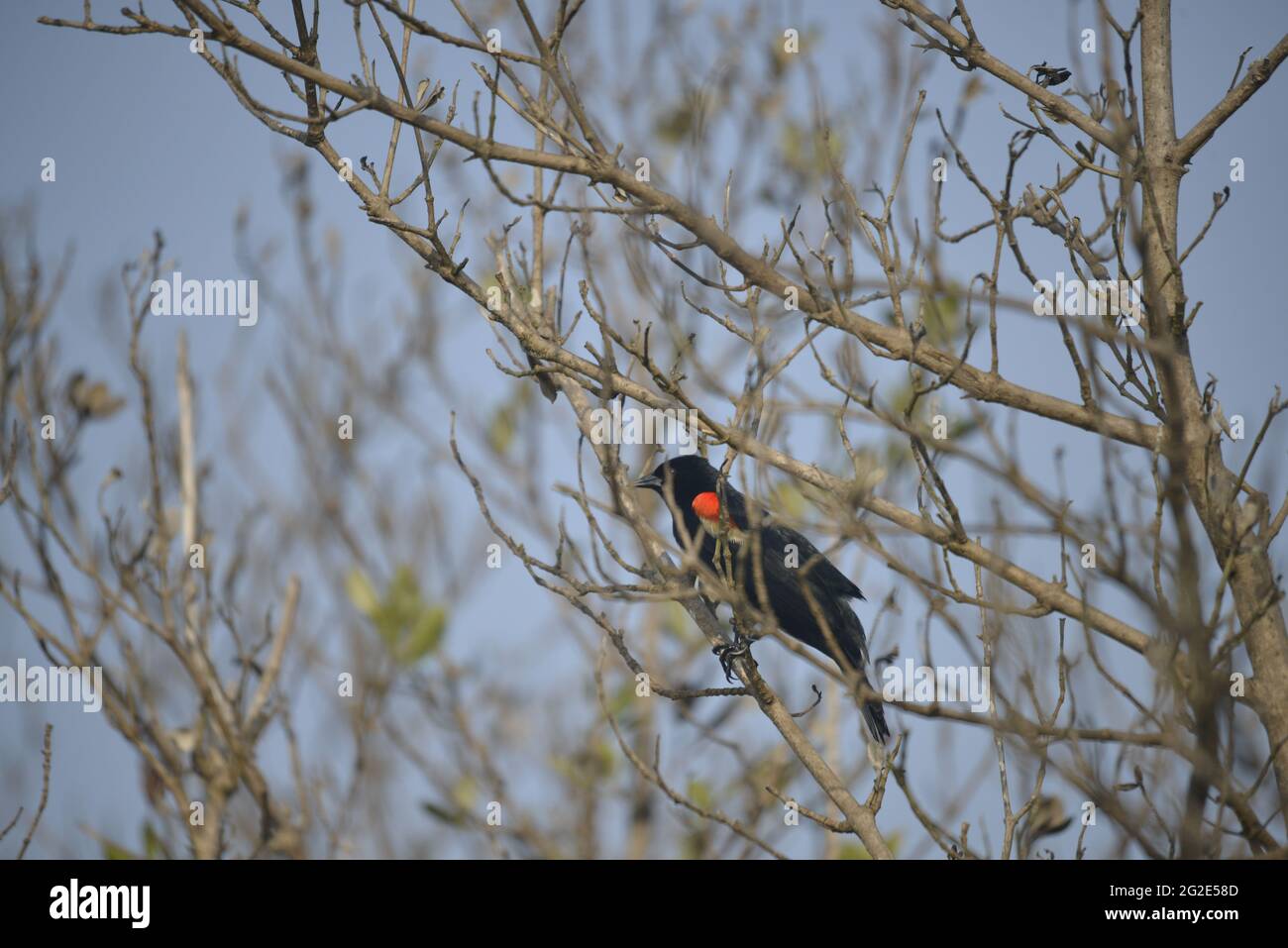 Birds of South Texas Stock Photo - Alamy