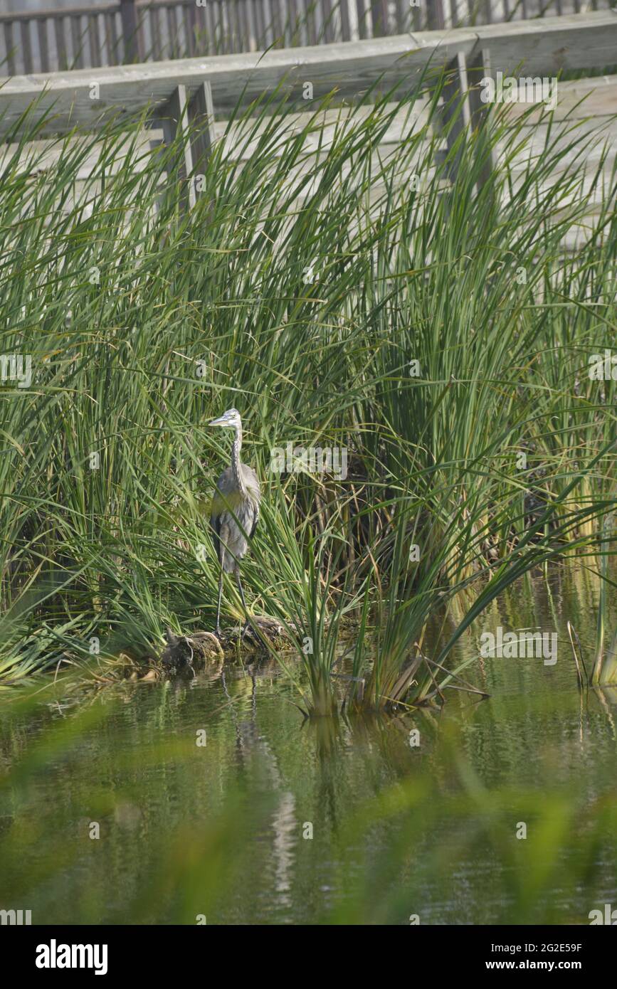 Birds of South Texas Stock Photo - Alamy