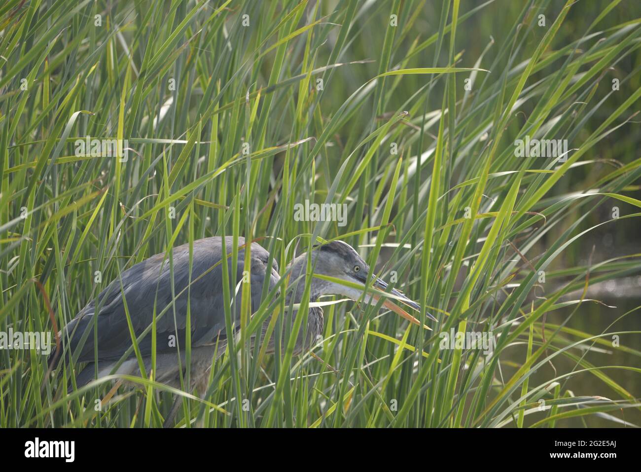 Great Blue Heron in the marsh of South Texas Stock Photo